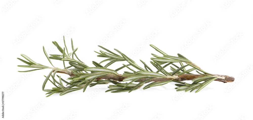 Obraz premium Rosemary isolated on white background