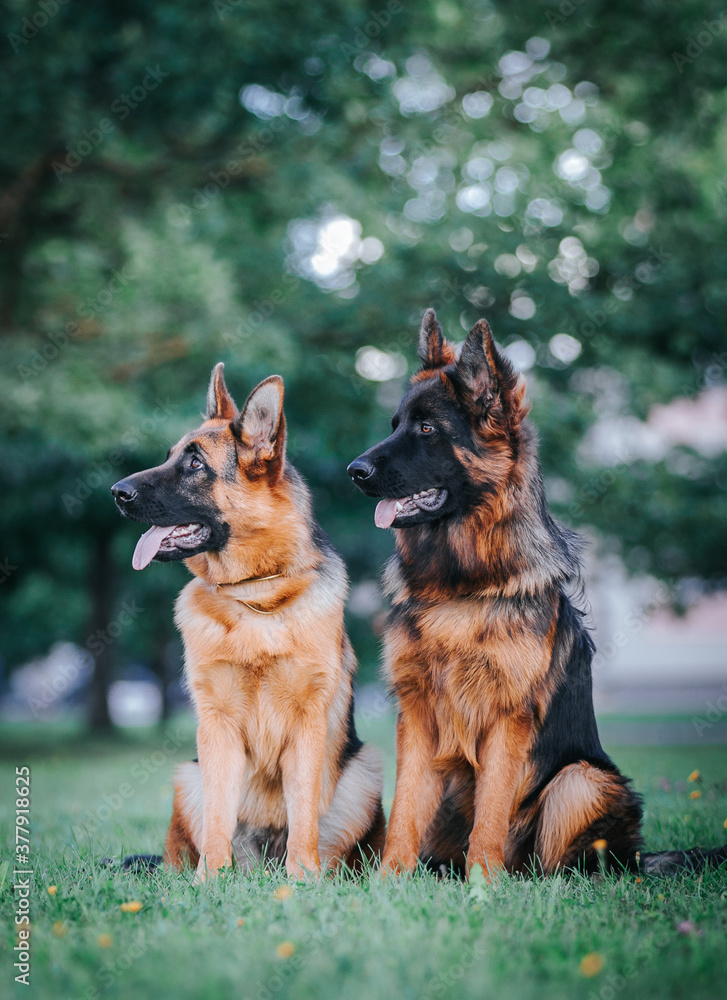 German shepherd dog posing outside. Happy and healthy dogs together. Two dogs outside.	
