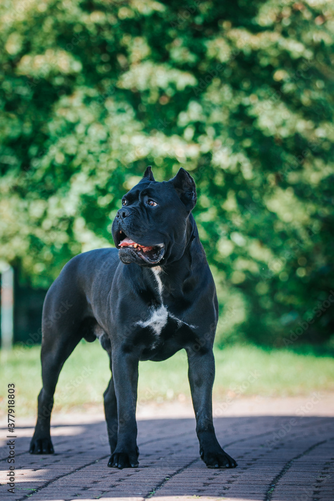 Cane corso dog posing outside in green background. Cane corso dog posing outside in green background.
