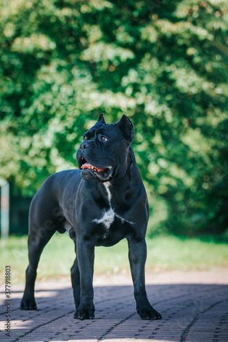 Cane corso dog posing outside in green background. 
