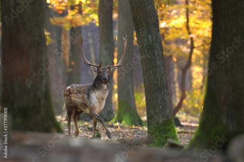 Majestic fallow deer  dama dama  walking through forest in autumn. Spotted stag looking to the camera inside woodland. Wild antlered animal going in wilderness in fall nature.