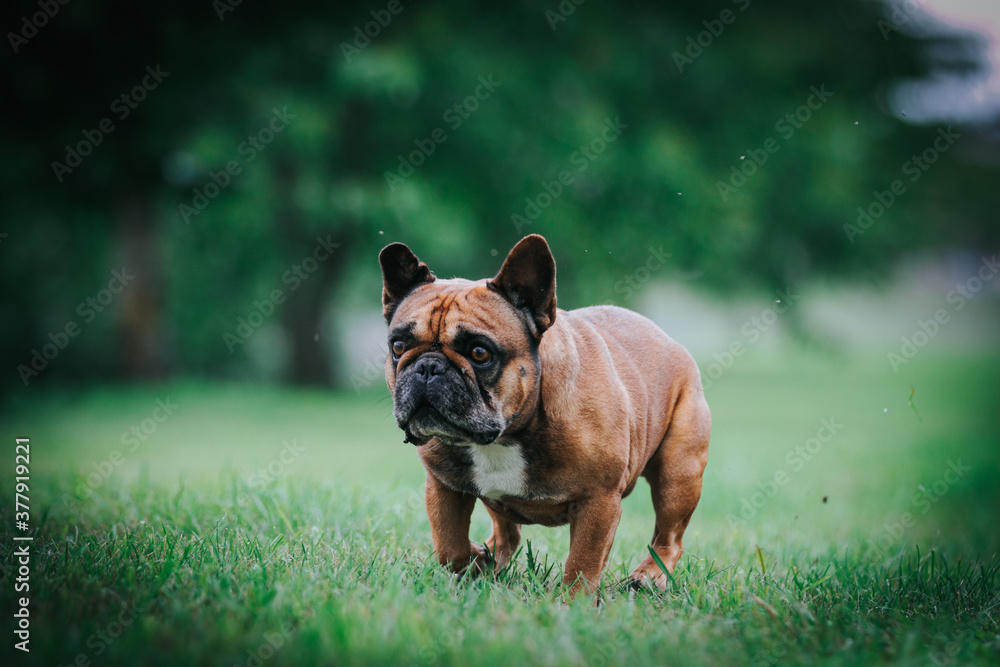 French bulldog posing outside in green background. Purebreed bulldog standing
French bulldog posing outside in green background. Purebreed bulldog standing