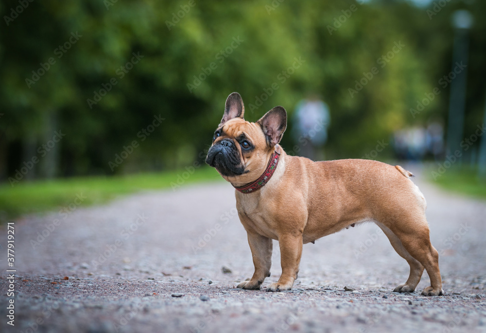 French bulldog posing outside in green background. Purebreed bulldog standing	