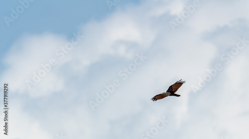 Brahminy kite flying in the blue sky.