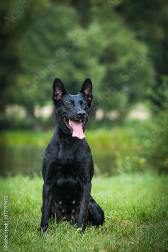 Netherlands shepherd dog in green background. Strong and active working dog. 