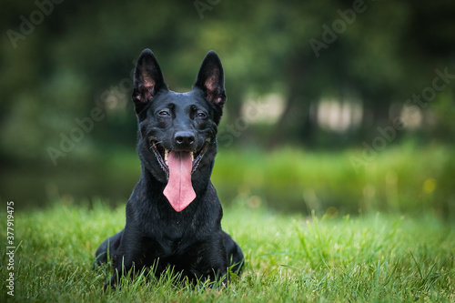 Canvas Print Netherlands shepherd dog in green background