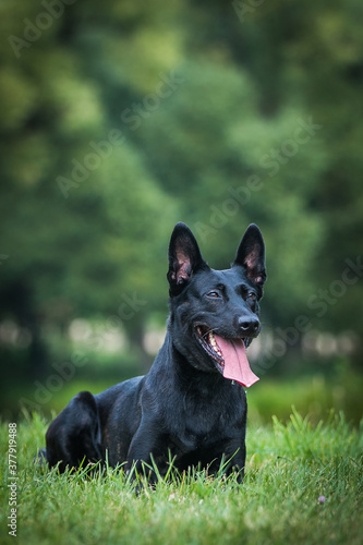 Canvas Print Netherlands shepherd dog in green background