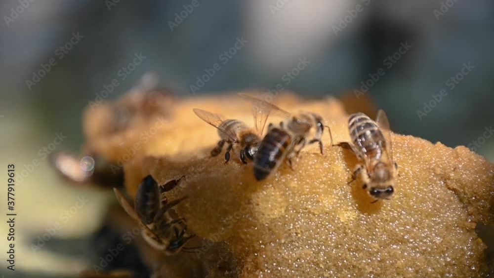 Apis mellifera carnica or Carniolan honey bees drink water from wet sponge. Lack of water in hot summer. Helping bees to survive. Close up macro, static shot, slow motion, shallow depth of field Apis mellifera carnica or Carniolan honey bees drink water from wet sponge. Lack of water in hot summer. Helping bees to survive. Close up macro, static shot, slow motion, shallow depth of field