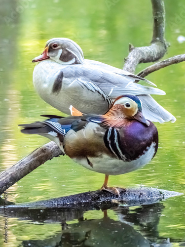 Silberfarbene Brautente und Mandarinente