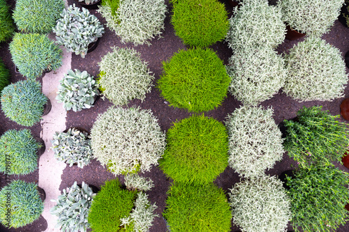 Colorful herbs. The decor o...