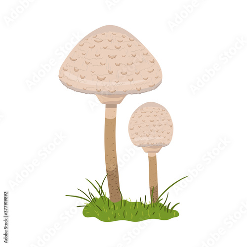 Edible mushrooms hand drawn colorful illustration. Parasol mushrooms drawing isolated on white background.