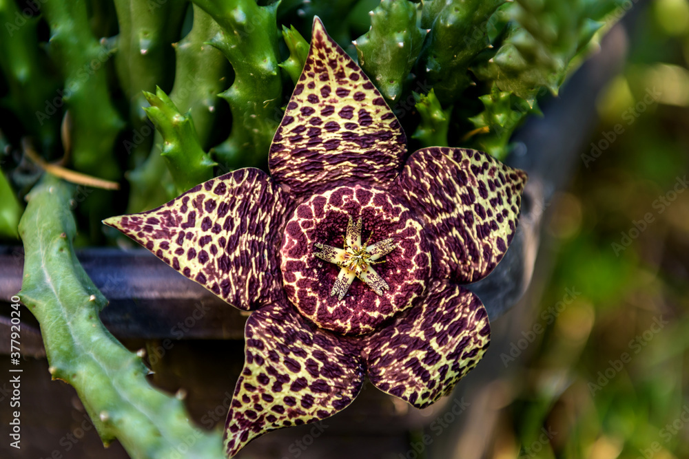 Flower of orbea variegata cactus. Flower of orbea variegata cactus.