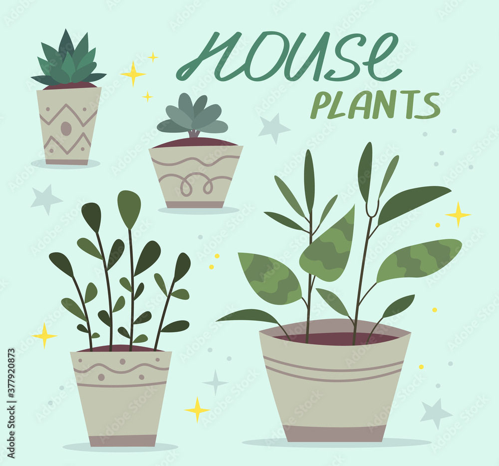 Hygge and scandinavian design plants in pots.Peperomia, sansevieria, dracaena plants.Modern hipster room decor. Hygge and scandinavian design plants in pots.Peperomia, sansevieria, dracaena plants.Modern hipster room decor.