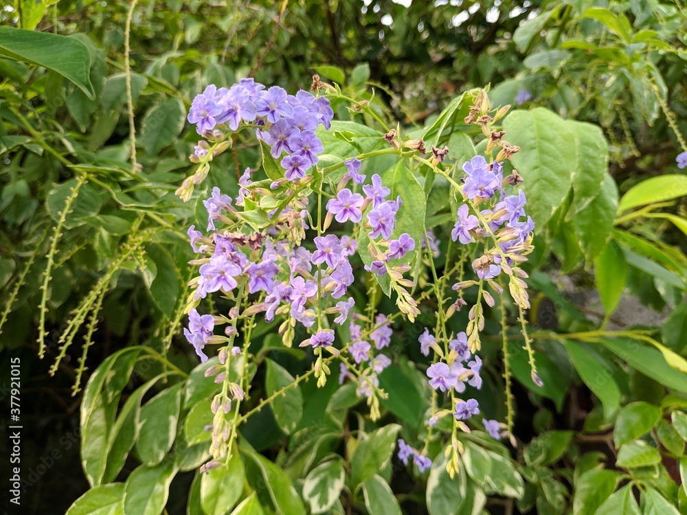 group of purple duranta repens Linn blossoms in the garden group of purple duranta repens Linn blossoms in the garden