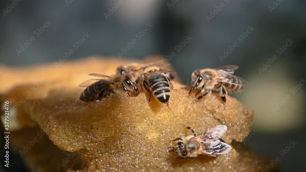 Apis mellifera carnica or Carniolan honey bees drink water from wet sponge. Lack of water in hot summer. Helping bees to survive. Close up macro, static shot, slow motion, shallow depth of field