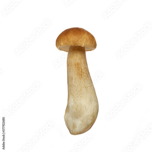 Boletus mushroom isolated on white background. King bolete.
