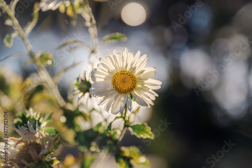 white flower  daisy or Bellis perennis  on a summer sunny day