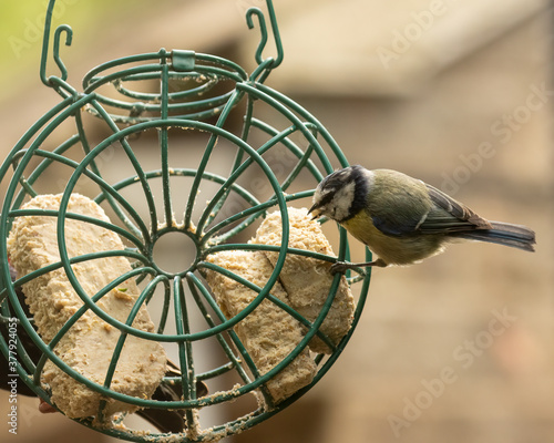 Blue Tit  Cyanistes caeruleus  on circular bird feeder eating suet block