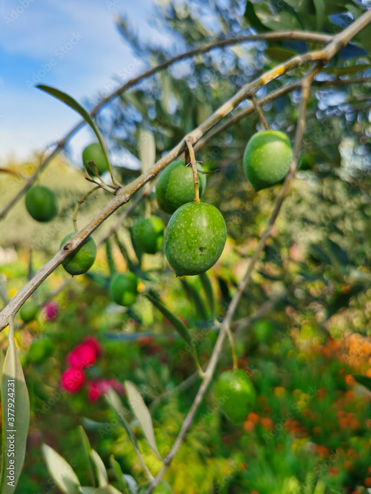 Green olives on a branch close-up
