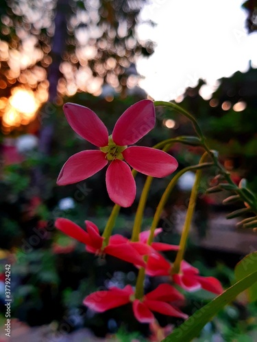 pink and yellow flower