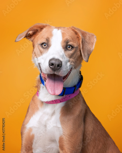 studio shot of a shelter dog on an isolated background © annette shaff