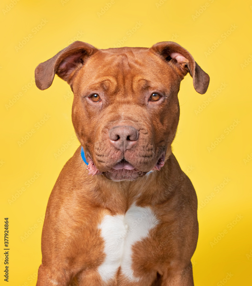 studio shot of a shelter dog on an isolated background studio shot of a shelter dog on an isolated background