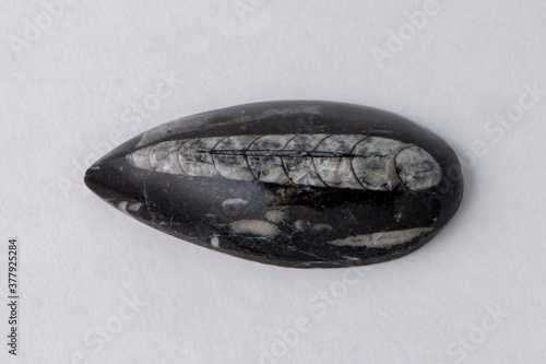 Orthoceras fossil, specimen of cephalopds from 400 million years ago