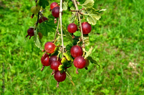 Fresh red gooseberry on a branch of a gooseberry bush in the garden.