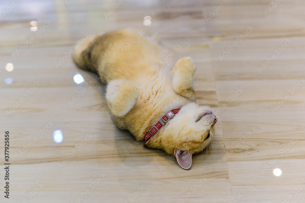 Fototapeta premium dog on the floor