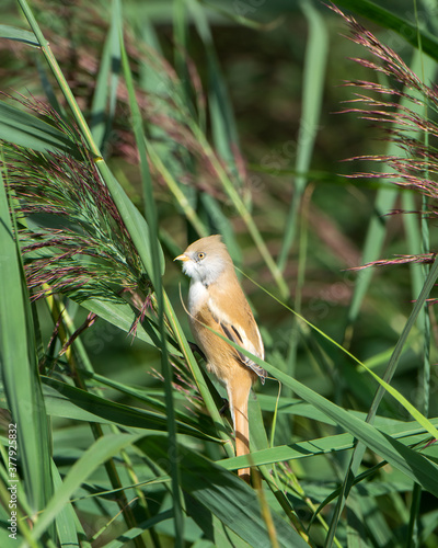 Female Bearded Tit Reedling, Panurus biarmicus, perched on tops of green Norfolk reeds .
