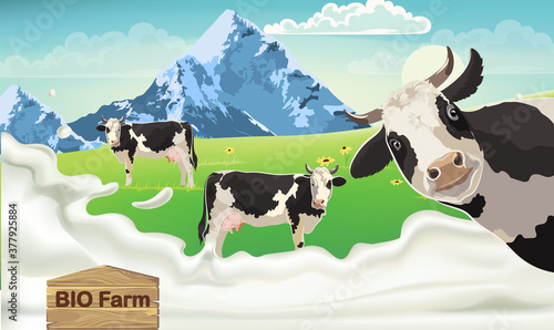 Three cows with black spots on a meadow looking at the camera. Mountains and blue sky in the background. Splashing milk from bio farm