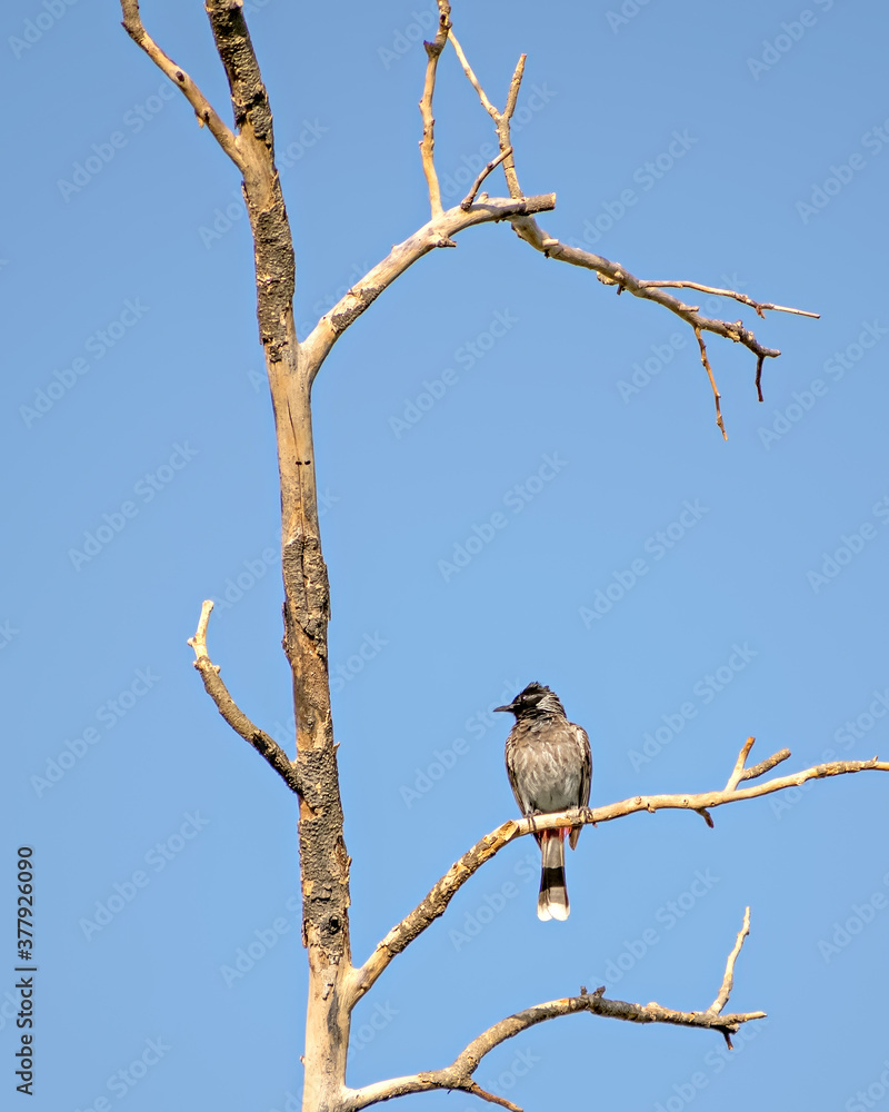 Red vented bulbul sitting on dry tree branch with clear blue sky background. Red vented bulbul sitting on dry tree branch with clear blue sky background.