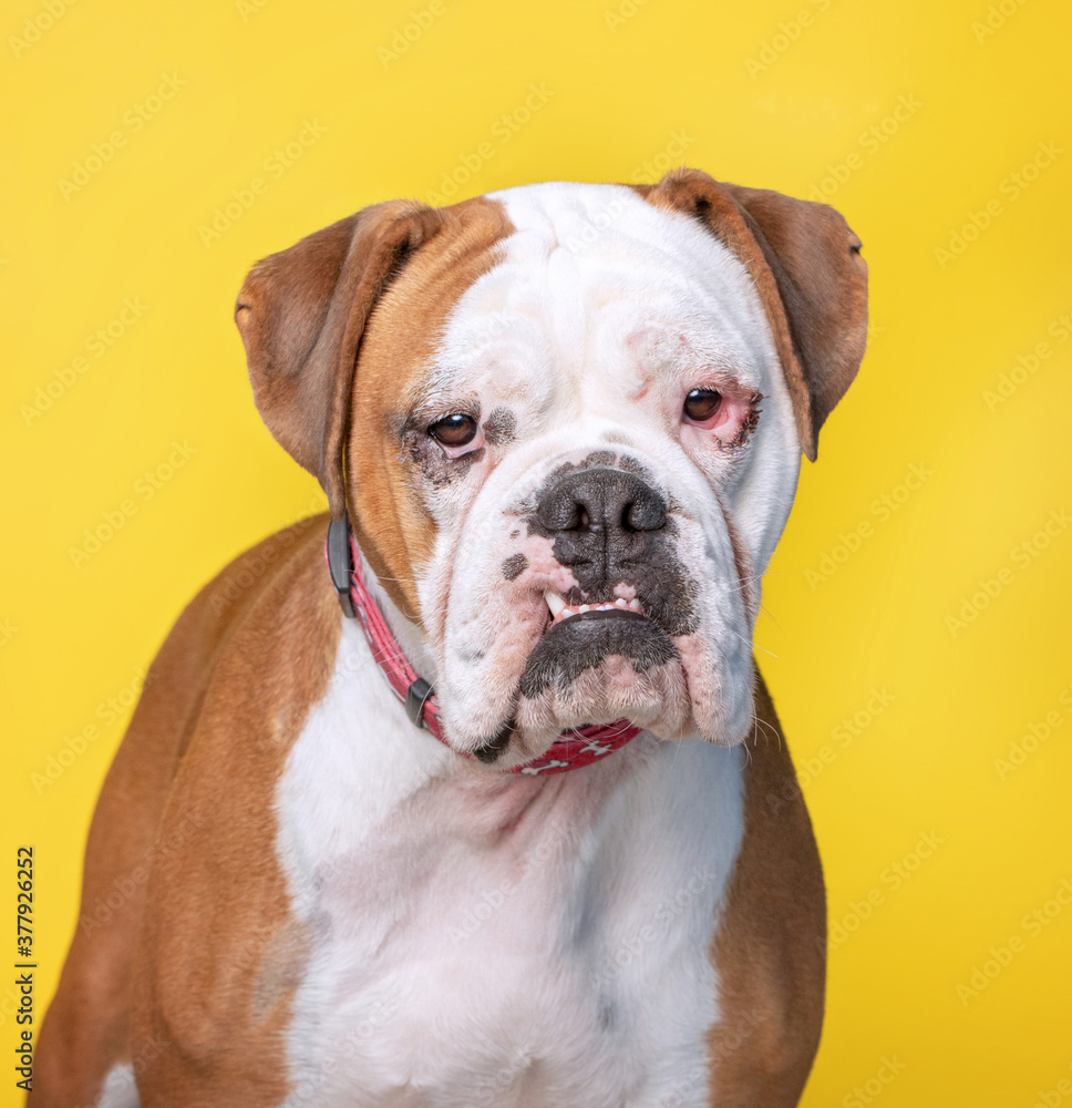 studio shot of a shelter dog on an isolated background studio shot of a shelter dog on an isolated background