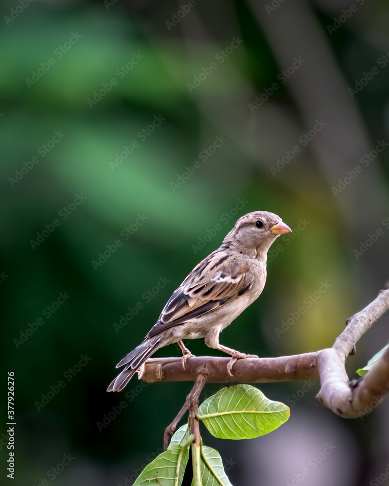 Isolated image of a female sparrrow on tre branchl with green background. Isolated image of a female sparrrow on tre branchl with green background.