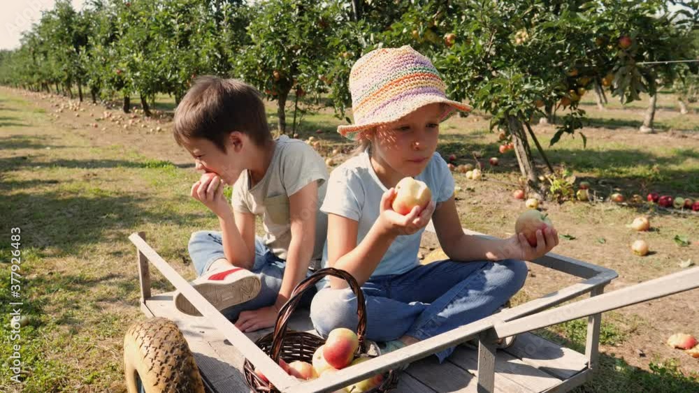 Children in garden wheelbarrow sit eat ripe apple fruits just plucked from a tree in garden on countryside Children in garden wheelbarrow sit eat ripe apple fruits just plucked from a tree in garden on countryside