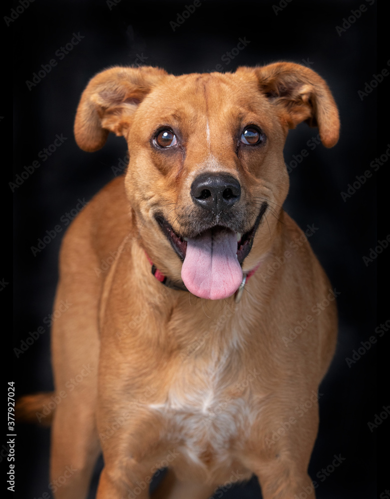 studio shot of a shelter dog on an isolated background studio shot of a shelter dog on an isolated background