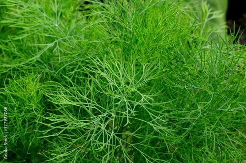 Fresh green dill grows in the garden. dill umbrella close-up