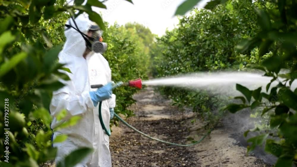 Farmer in protective clothes spray pesticides. Farm worker spray