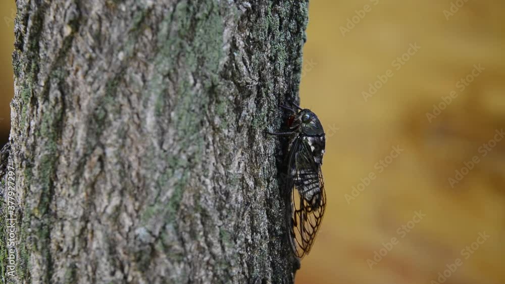 Cigarra cantando em um tronco de árvore