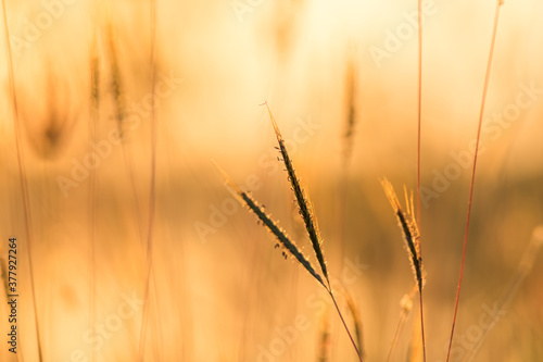 close up grass flower on sunset background