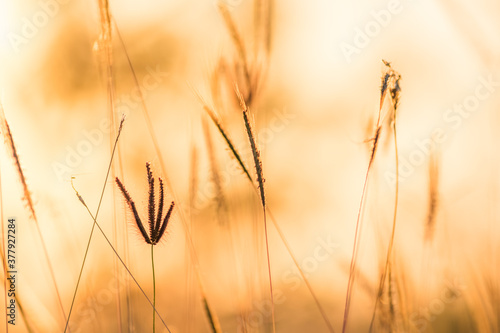 close up grass flower on sunset background
