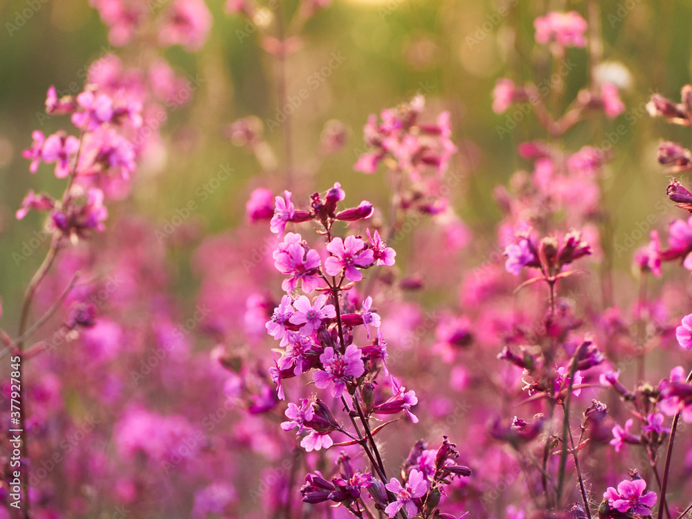 Pink flowers in warm light in the field. Pink flowers in warm light in the field.
