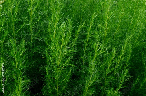 Green Southernwood (Artemisia Abrotanum) grows in the garden. green plant background. Green Southernwood background photo