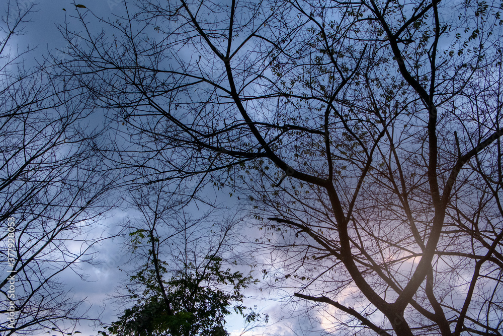 枯木の空 枯木の空