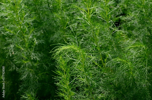 Green Southernwood (Artemisia Abrotanum) grows in the garden. green plant background. Green Southernwood background