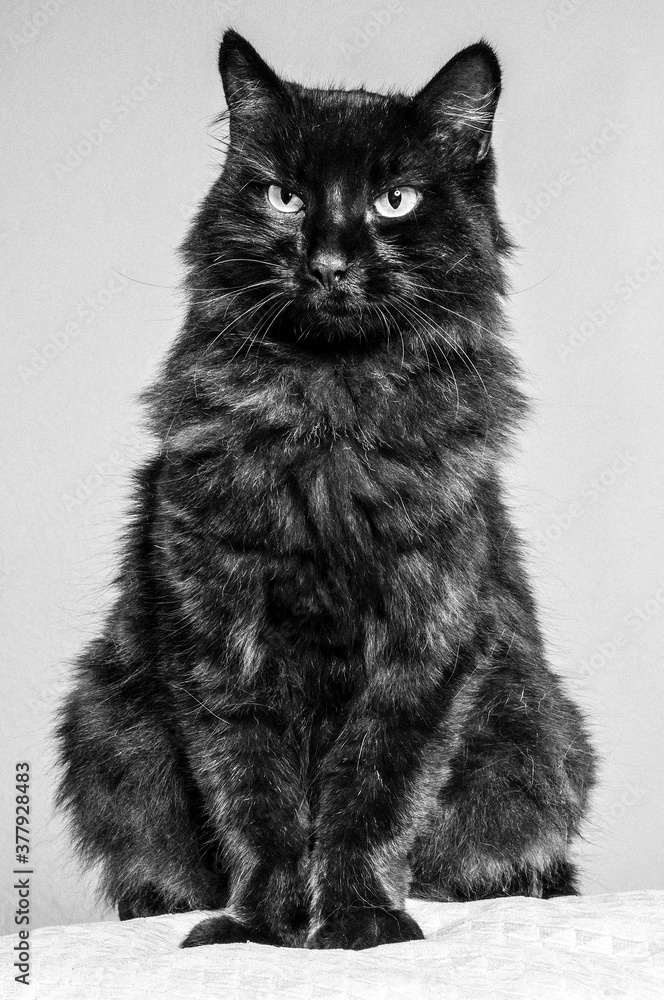 portrait of  black cat, sitting, black and white.