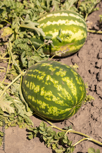 Large ripe watermelons in summer on melons