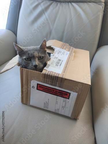 Un chat dans un carton