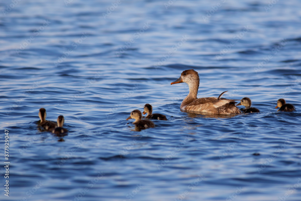 Duck family. Nature background. Red crested Pochard. Duck family. Nature background. Red crested Pochard.