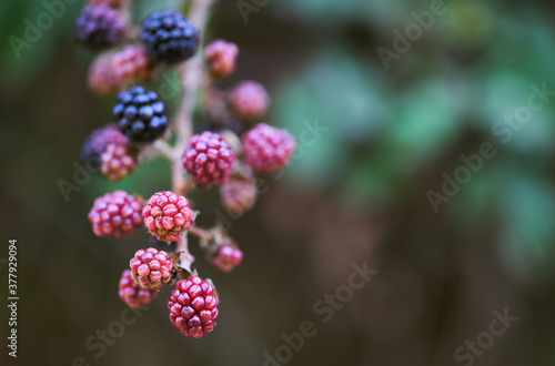 Frutos del bosque 2